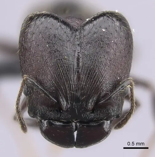 Pheidole maizina specimen