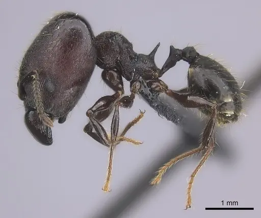 Pheidole maizina specimen