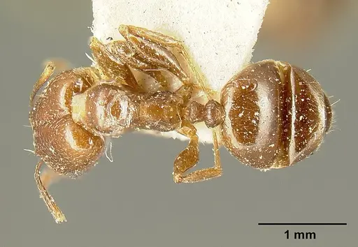 Pheidole maja specimen