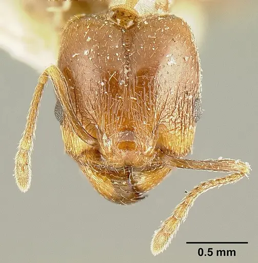 Pheidole maja specimen