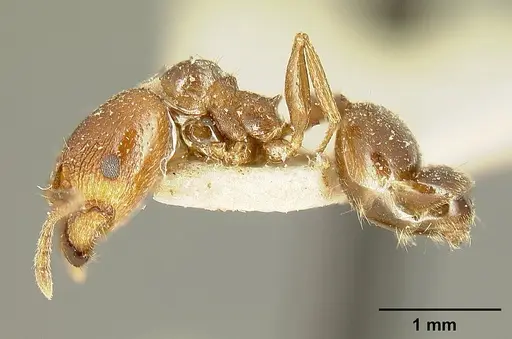 Pheidole maja specimen