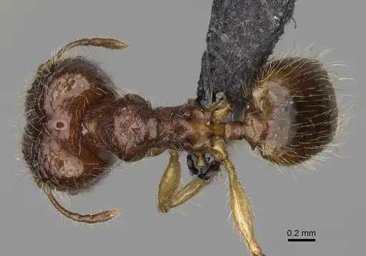 Pheidole makaensis specimen