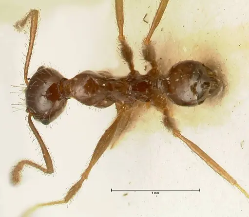 Pheidole makilingi specimen