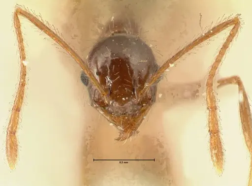Pheidole makilingi specimen