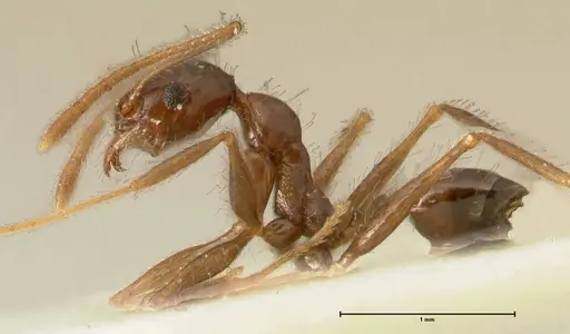 Pheidole makilingi specimen