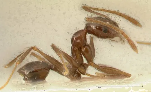 Pheidole makilingi - FOCOL1390-1