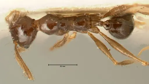Pheidole makilingi - FOCOL1390-2