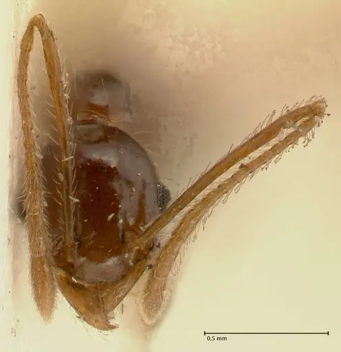 Pheidole makilingi - FOCOL1390-2