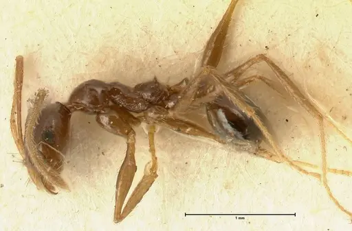 Pheidole makilingi - FOCOL1390-2