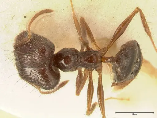 Pheidole makilingi - FOCOL1391