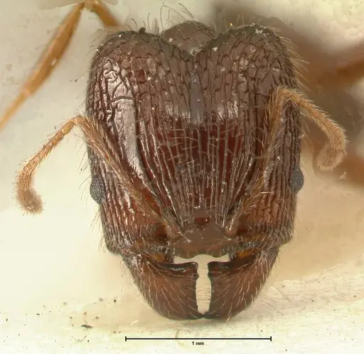 Pheidole makilingi - FOCOL1391