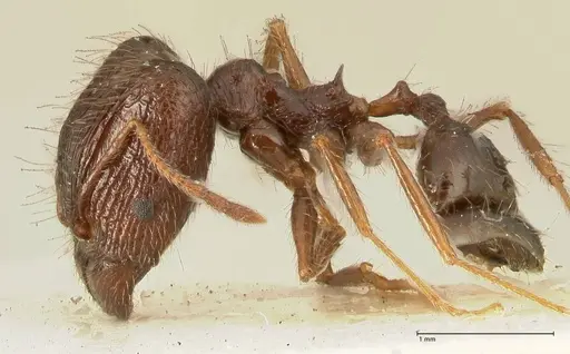 Pheidole makilingi - FOCOL1391