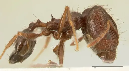Pheidole makilingi - FOCOL1391