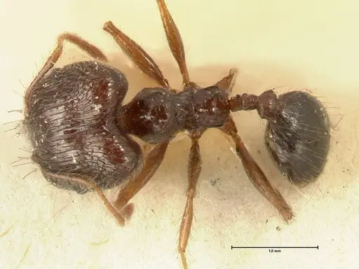 Pheidole makilingi - FOCOL1392
