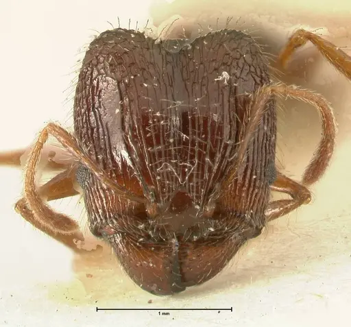 Pheidole makilingi - FOCOL1392