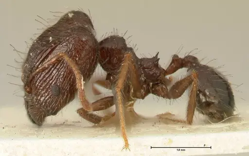 Pheidole makilingi - FOCOL1392