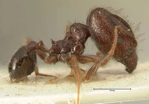 Pheidole makilingi - FOCOL1392