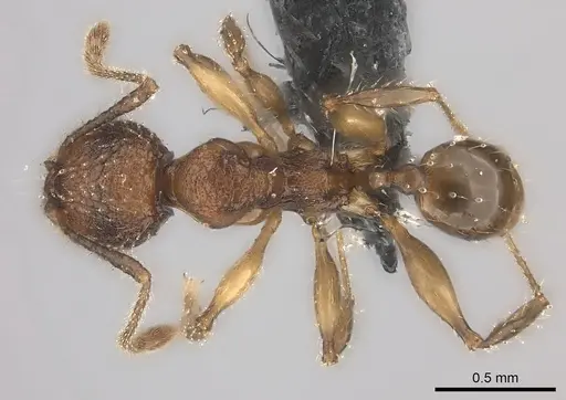 Pheidole makirovana specimen