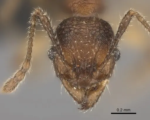 Pheidole makirovana specimen