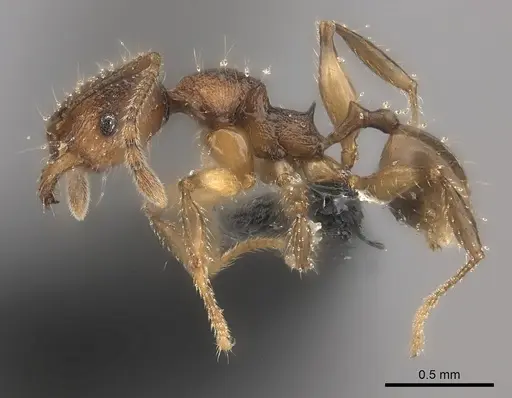 Pheidole makirovana specimen