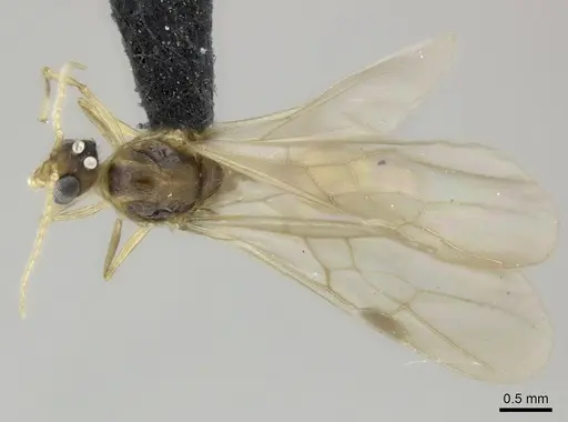 Pheidole makirovana - CASENT0150556