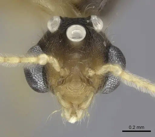 Pheidole makirovana - CASENT0150556