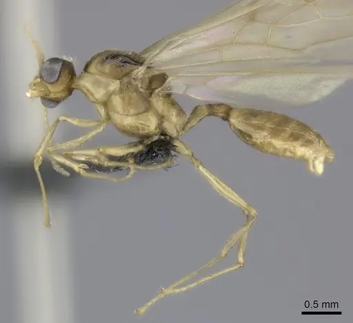 Pheidole makirovana - CASENT0150556