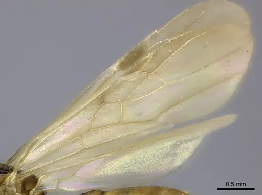 Pheidole makirovana - CASENT0150556