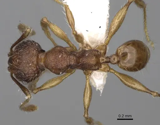Pheidole makirovana - CASENT0198558