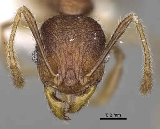 Pheidole makirovana - CASENT0198558