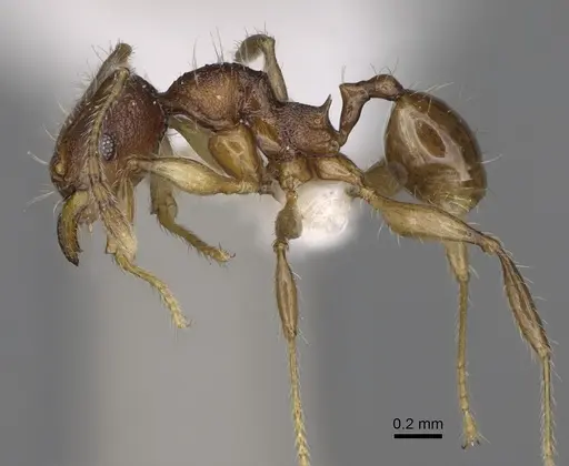 Pheidole makirovana - CASENT0198558