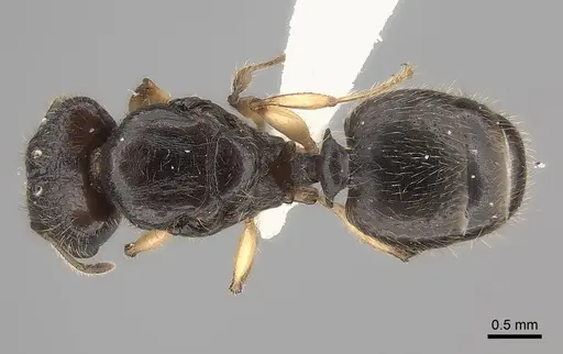 Pheidole makirovana - CASENT0198572