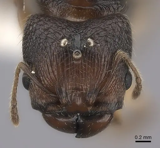 Pheidole makirovana - CASENT0198572