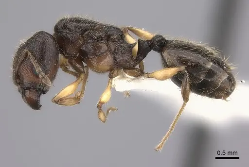 Pheidole makirovana - CASENT0198572
