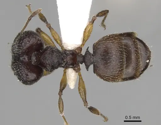 Pheidole makirovana - CASENT0198898