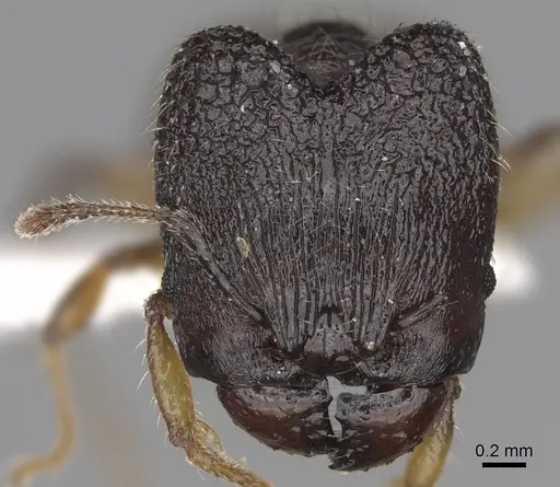 Pheidole makirovana - CASENT0198898