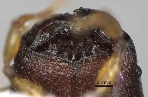 Pheidole makirovana - CASENT0198898