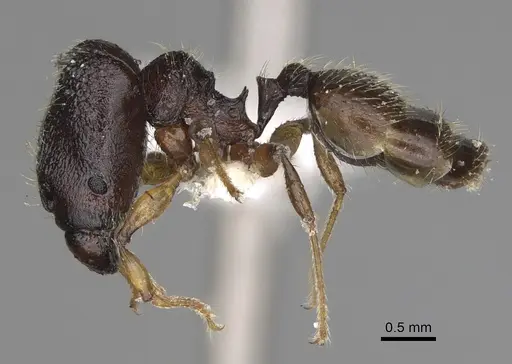Pheidole makirovana - CASENT0198898