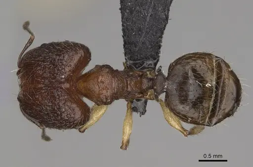 Pheidole makirovana - CASENT0231036