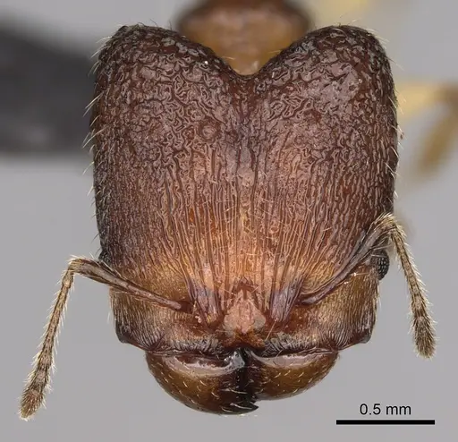 Pheidole makirovana - CASENT0231036