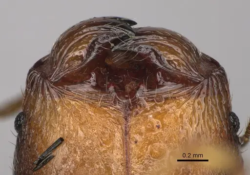 Pheidole makirovana - CASENT0231036