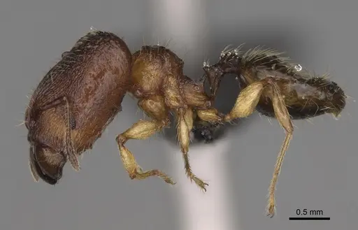 Pheidole makirovana - CASENT0231036
