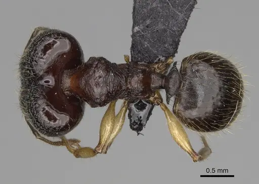 Pheidole makirovana - CASENT0231059