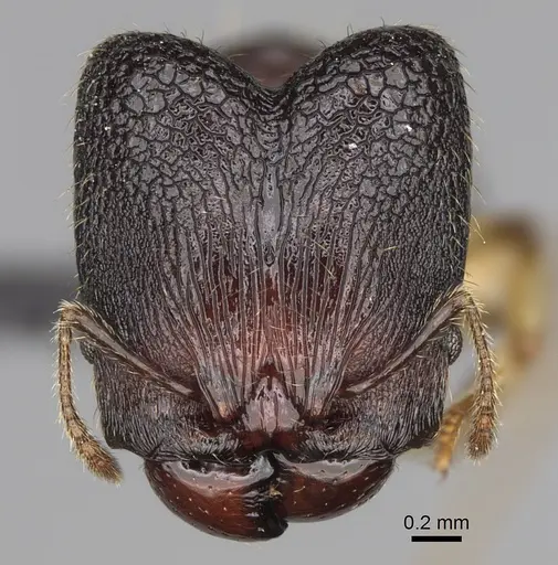 Pheidole makirovana - CASENT0231059