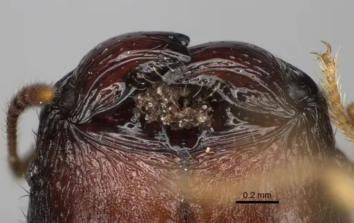 Pheidole makirovana - CASENT0231059