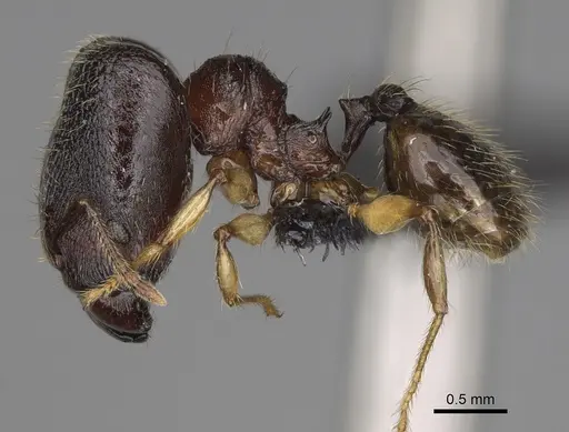 Pheidole makirovana - CASENT0231059