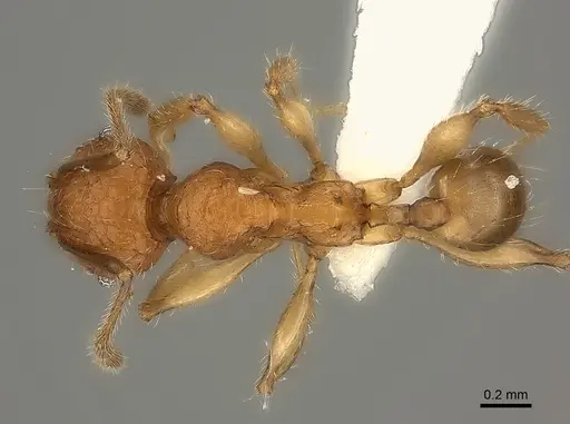 Pheidole makirovana - CASENT0235044