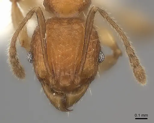 Pheidole makirovana - CASENT0235044