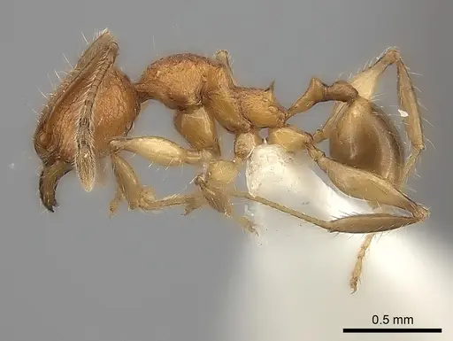 Pheidole makirovana - CASENT0235044