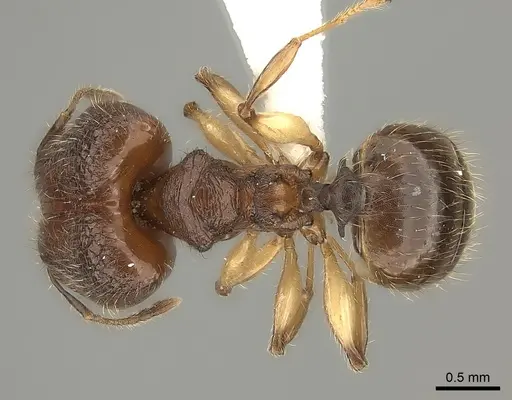 Pheidole makirovana - CASENT0235045